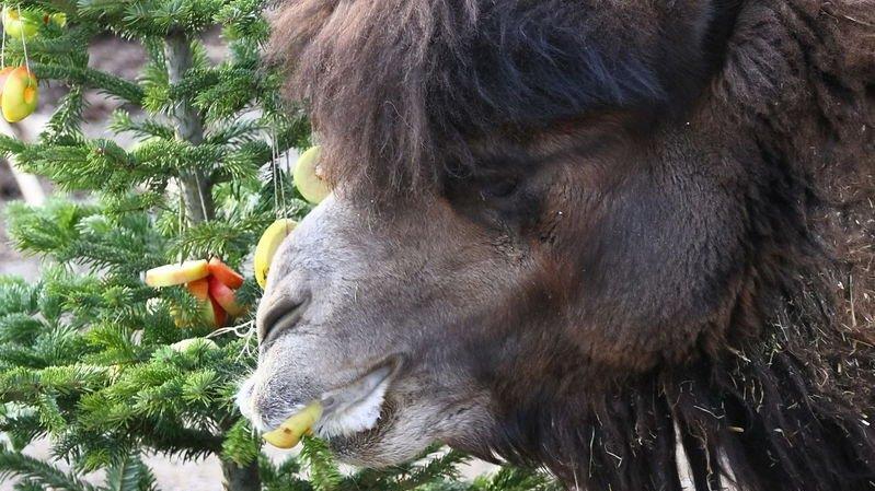 Warten aufs Christkind im Zoo, II