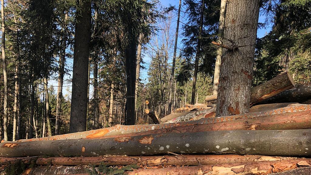symb_wald; symb_holzarbeiten; symb_holz