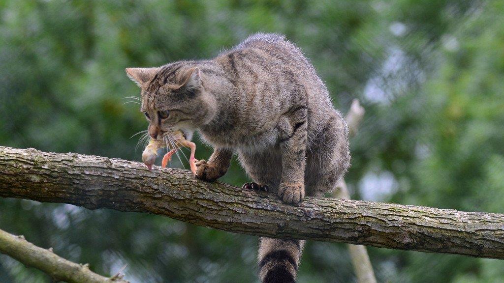 Die besten Tierbilder der Woche