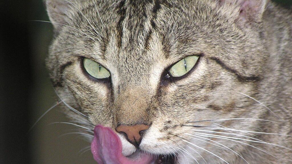 Nur etwa 20 Prozent aller gedundenen Katzen können an ihre Besitzer zurückgegeben werden.