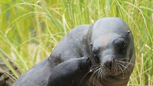 Robben-Nachwuchs im Tiergarten Schönbrunn: So wächst Klein Lunita heran
