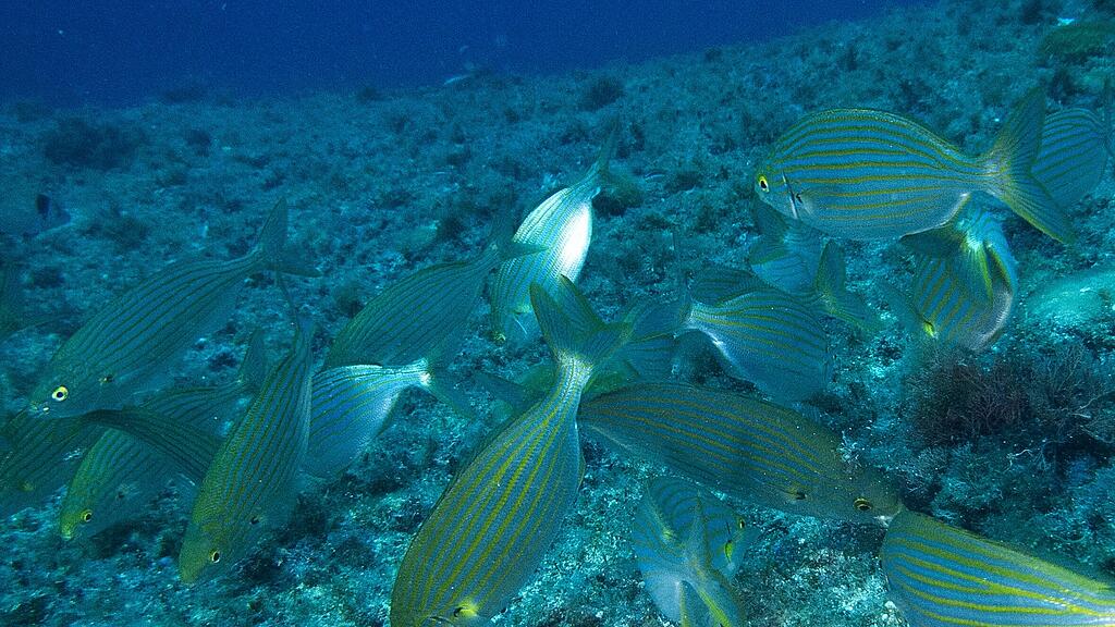 symb_brandbrasse; symb_fisch