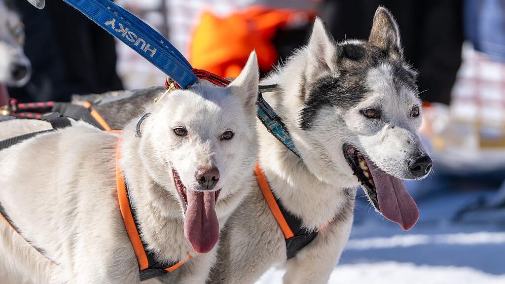 Schlittenhunde-WM in Sportgastein, Samstag