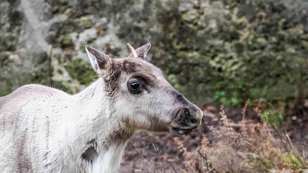 Waldrentiere Zoo Salzburg