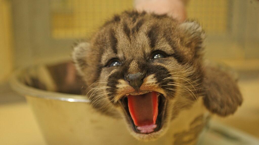 Das Puma-Christkind aus Salzburg.