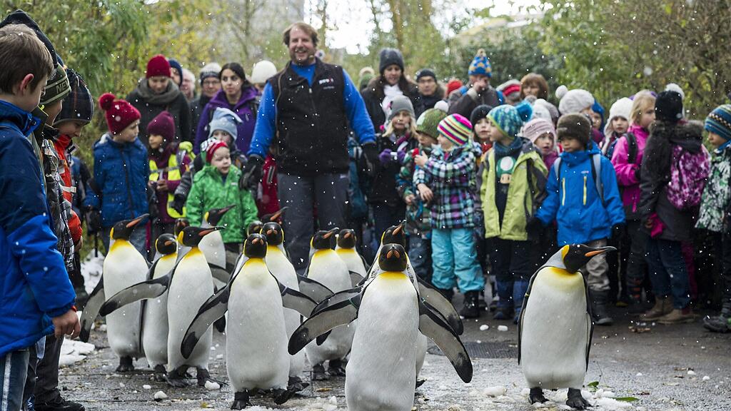 Diese Königspinguine durften diese Woche im Zoo Zürich frei herumlaufen. Die Parade findet nur statt, wenn die Temperatur unter minus zehn Grad Celsius liegt.