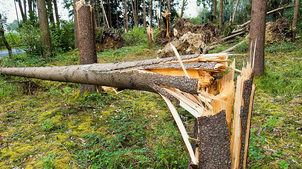 Symbolbild Baum Wald