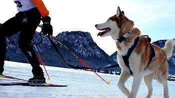 Hundeschlittenrennen in Inzell