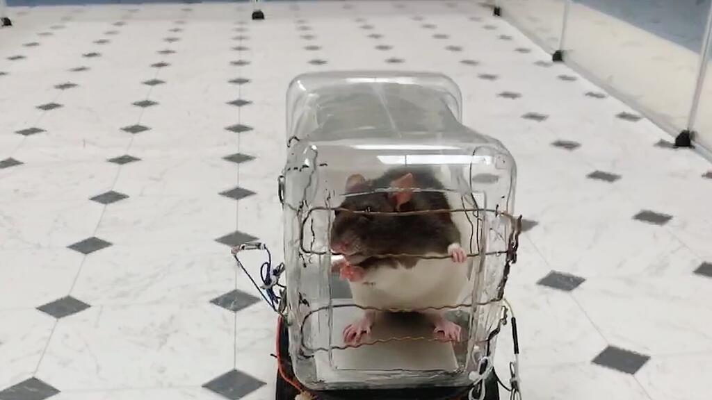 Ratte, Auto, Studie