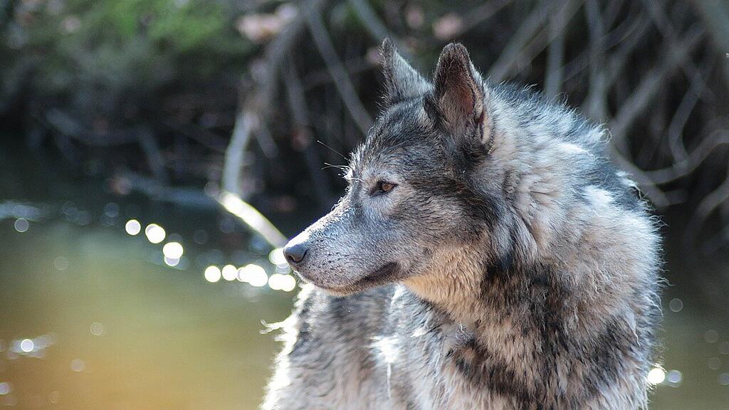 symb_wolfshund
