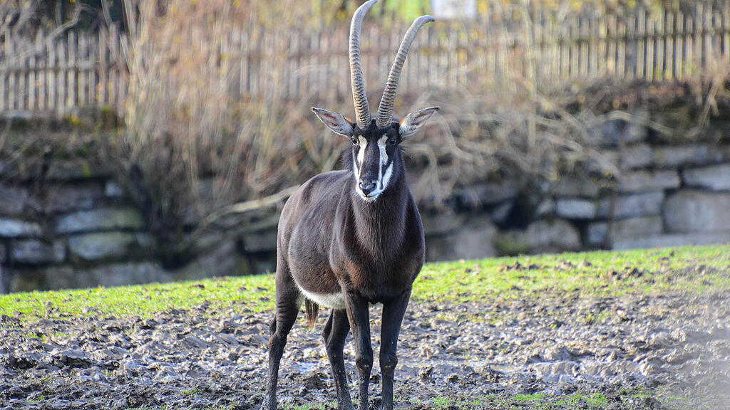 Rappenantilopen, Antilopen, Zoo Salzburg