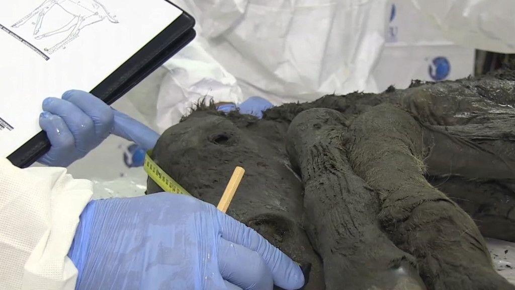 Pferde-Fossil in Russland entdeckt