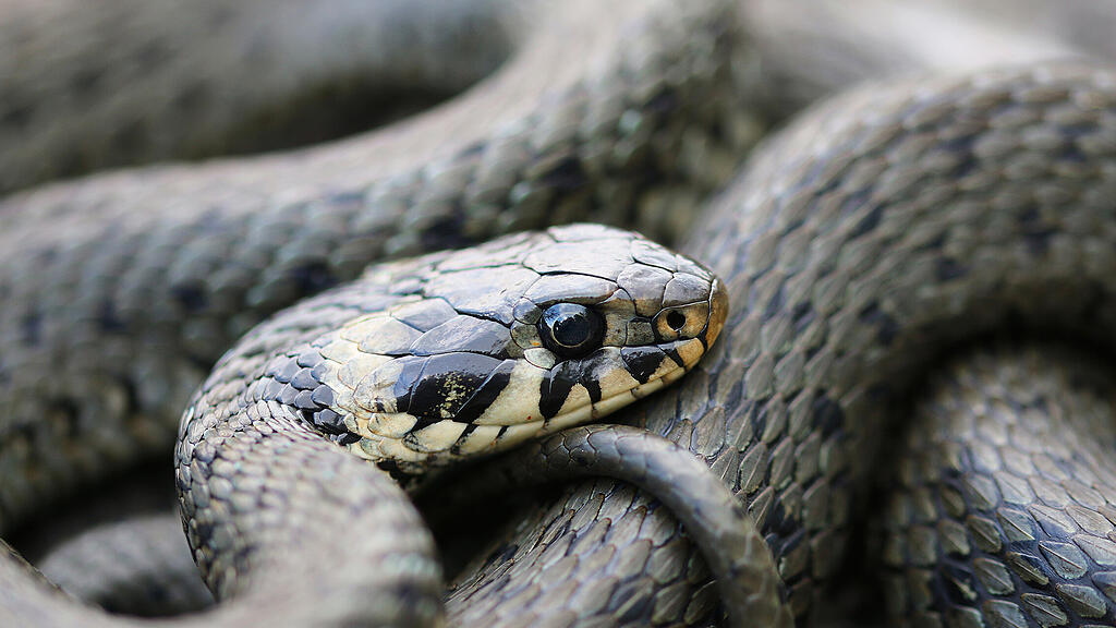 HdN_Natrix_natrix_c_Peter-Kaufmann.jpg
