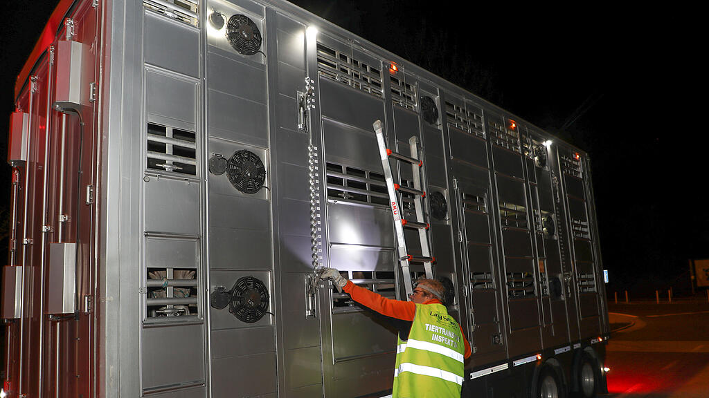 Tiertransport, Tiertransport-Inspektor, Manfred Pledl, Kälber-Transport, SB