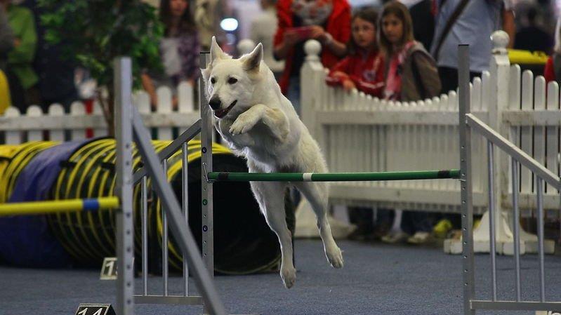 Festival der Hunde