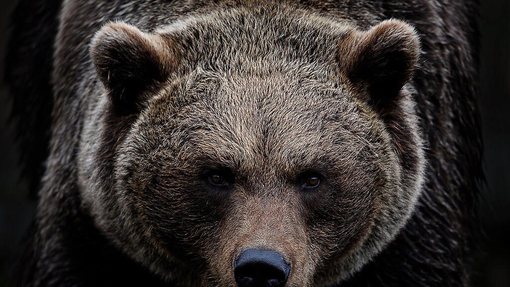 symb_bär symb_braunbär