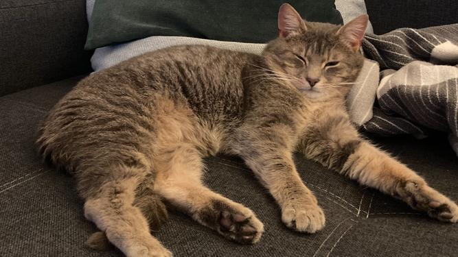 Kater Rudi Lamprechtshausen