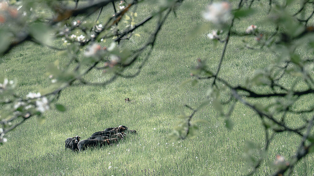 Tag der Schaf- und Ziegenhaltung in Maria Plain