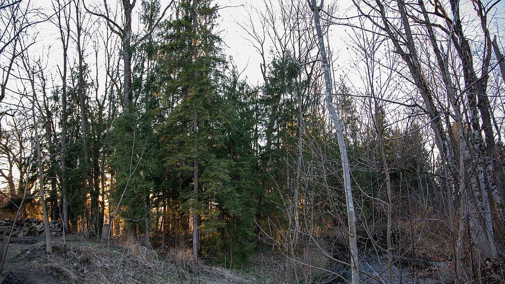 symb_Wald_Salzburg