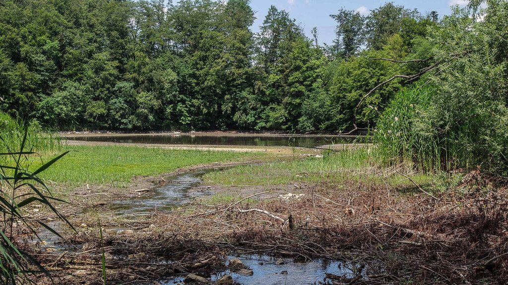 Verlandeter Weiher in St. Jakob am Thurn