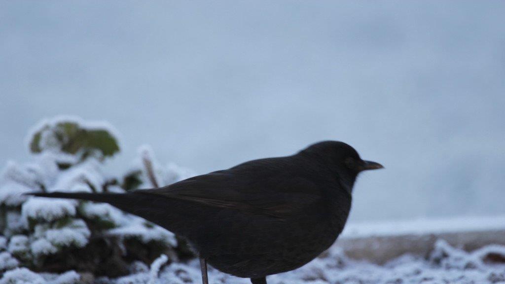 Frost am Morgen