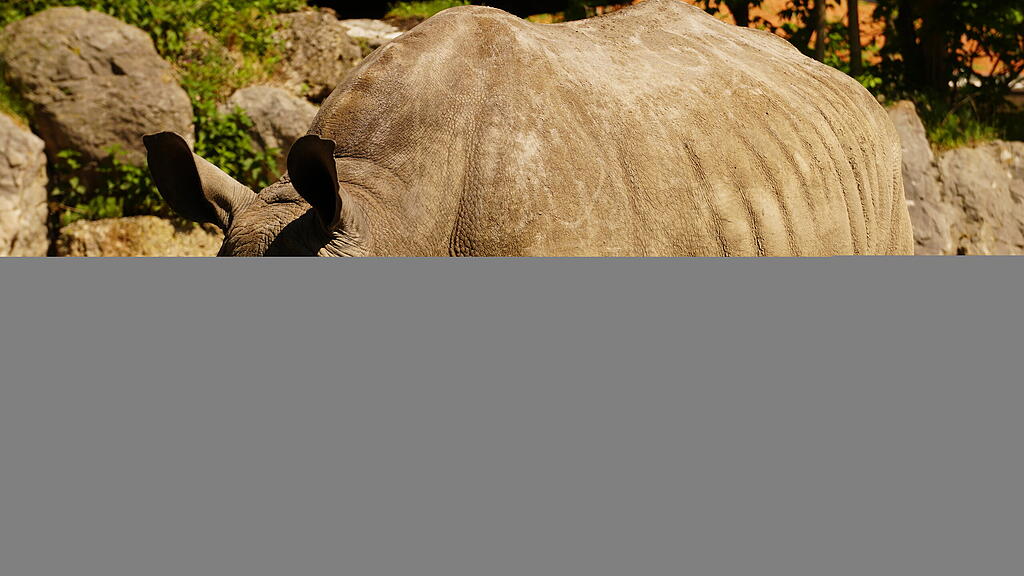Nashorn, Tamu, Zoo Salzburg