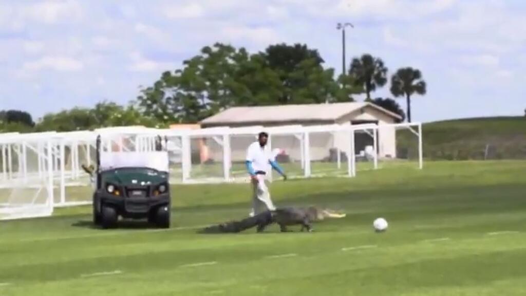Alligator crasht Fußballtraining
