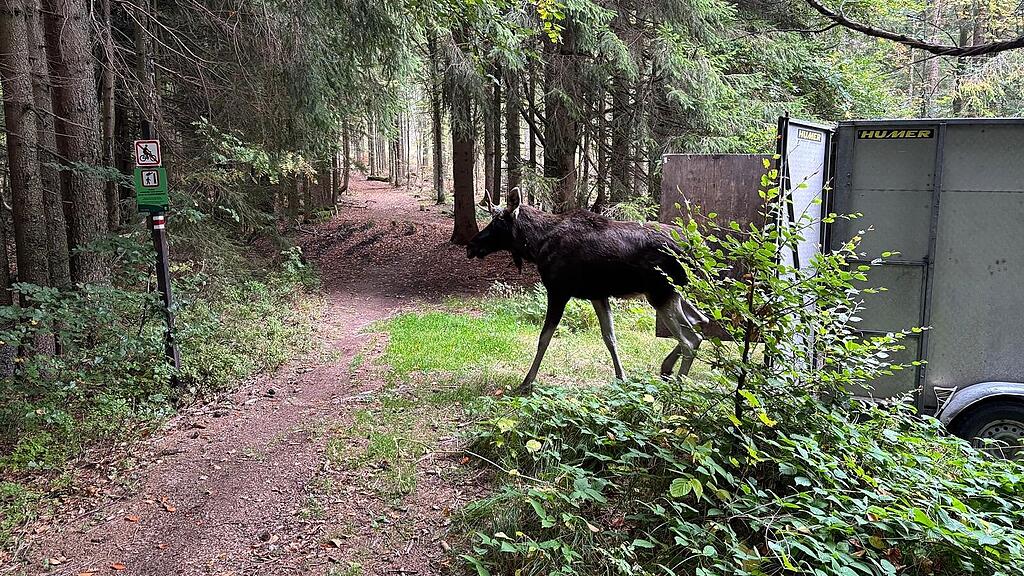 Elch Emil im Böhmerwald ausgesetzt