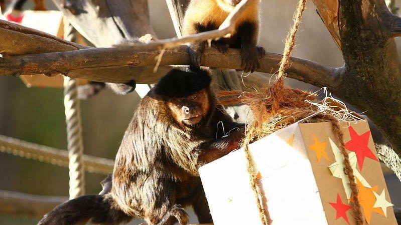 Warten aufs Christkind im Zoo, II