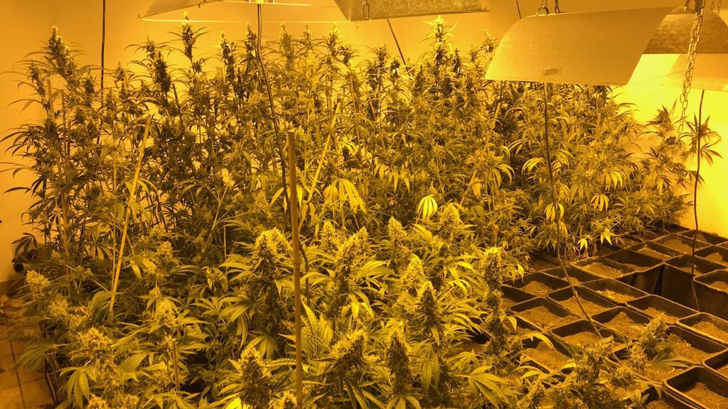 Cannabis-Anlage in Reihenhaus sichergestellt