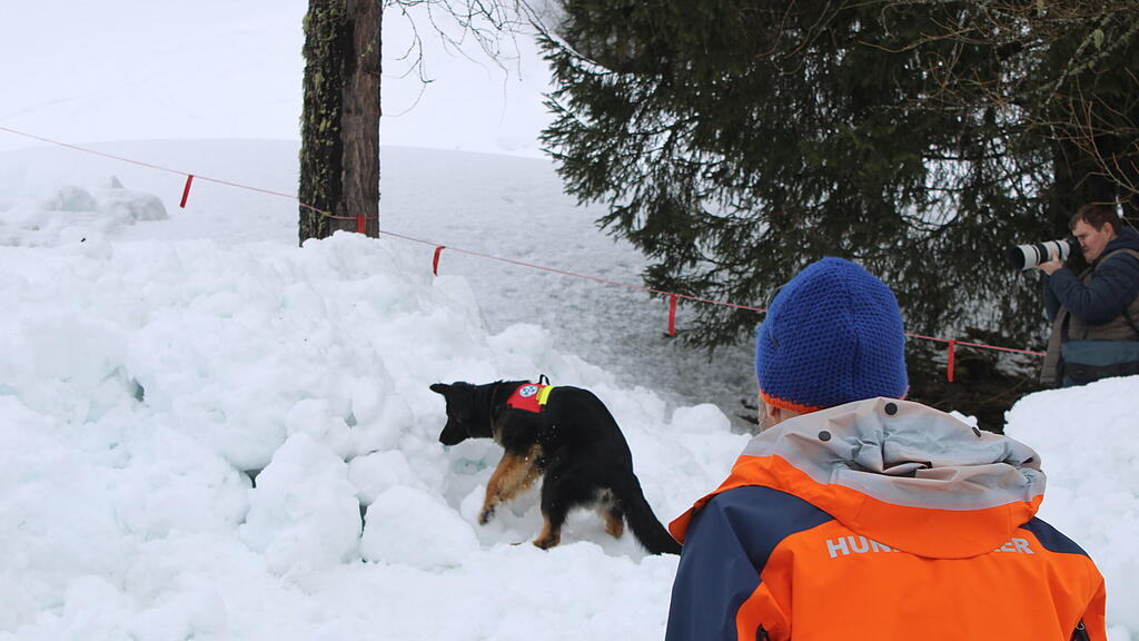 Lawinenhunde Bergrettung Training