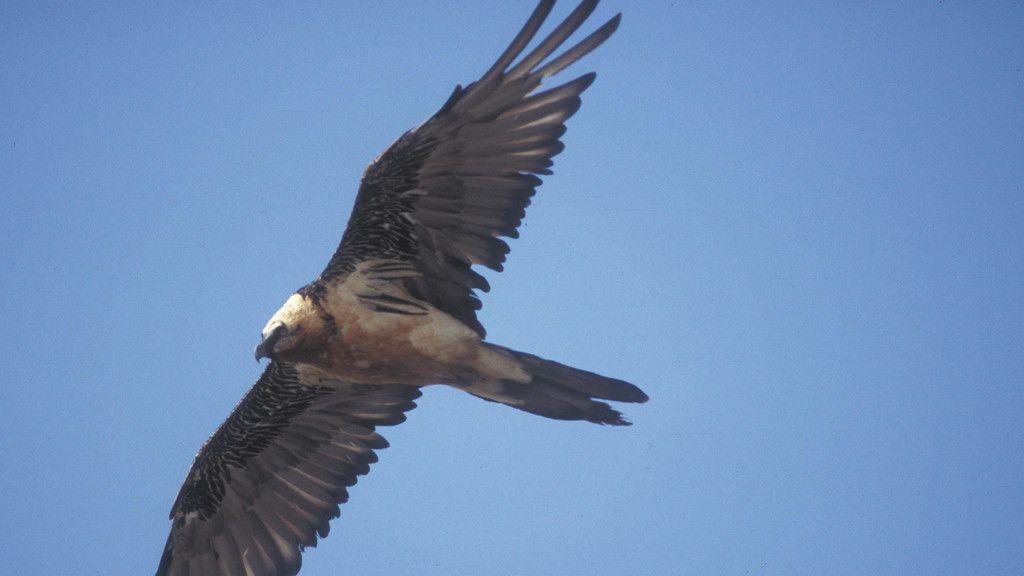 Bartgeier im Nationalpark Hohe Tauern