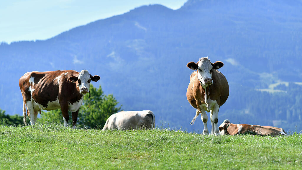 Immer wieder kommt es zu Zwischenfällen zwischen Wanderern und Kühen. (Symbolbild)