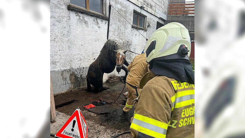 Pferd in Güllegrübe