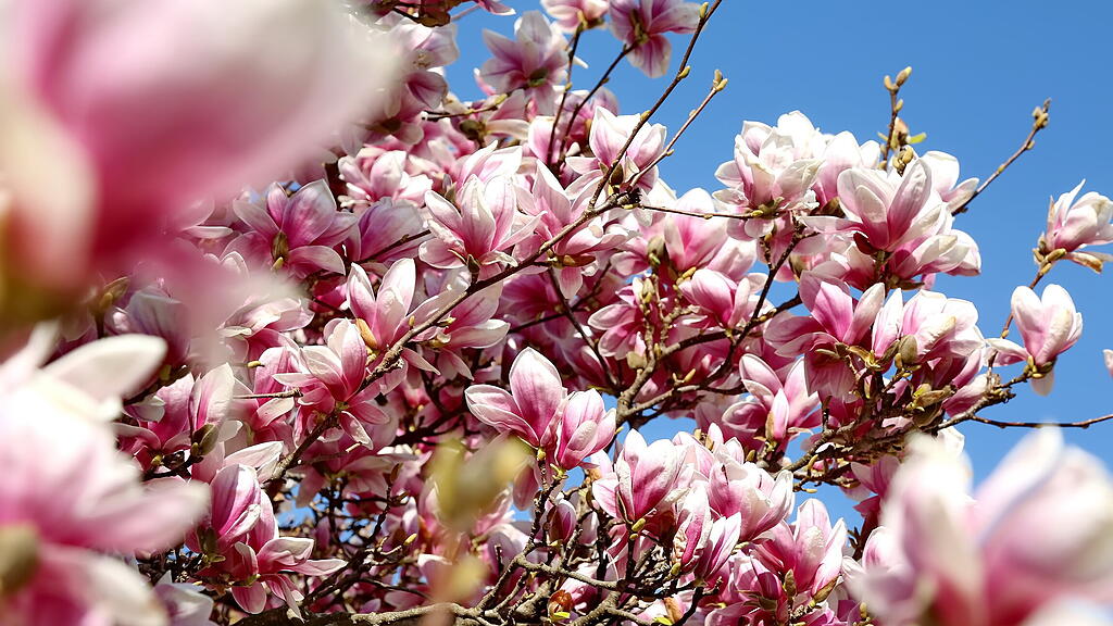 Blühende Magnolien in Salzburg