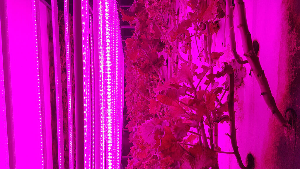 Der Salat wächst bei Vertical Farming komplett ohne Sonnenlicht