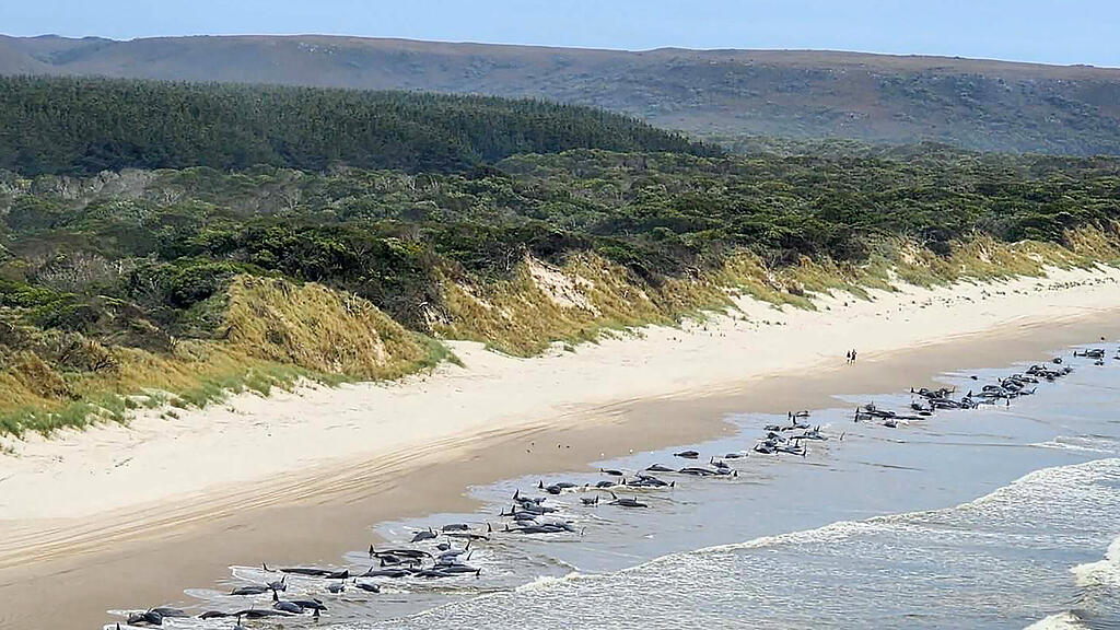 Massenstrandung von Walen in Tasmanien
