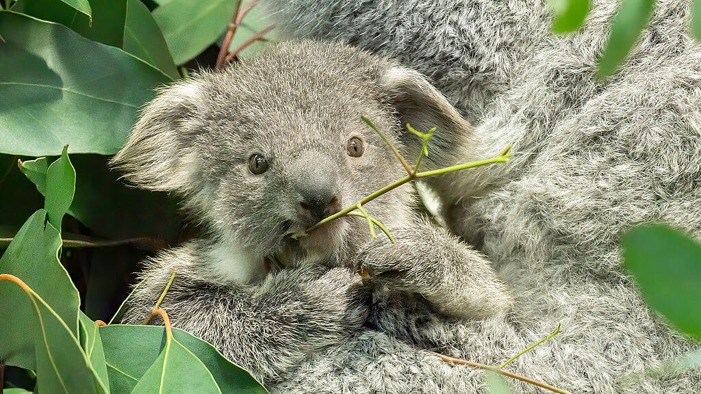 Koala Schönbrunn