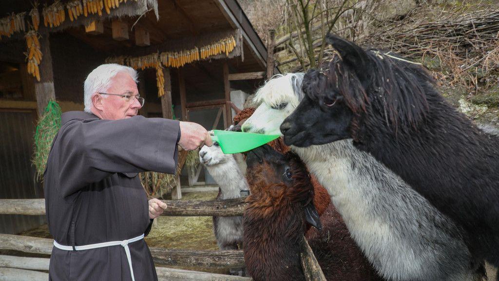 Zoo Salzburg: Erzbischof Lackner besucht Alpakas