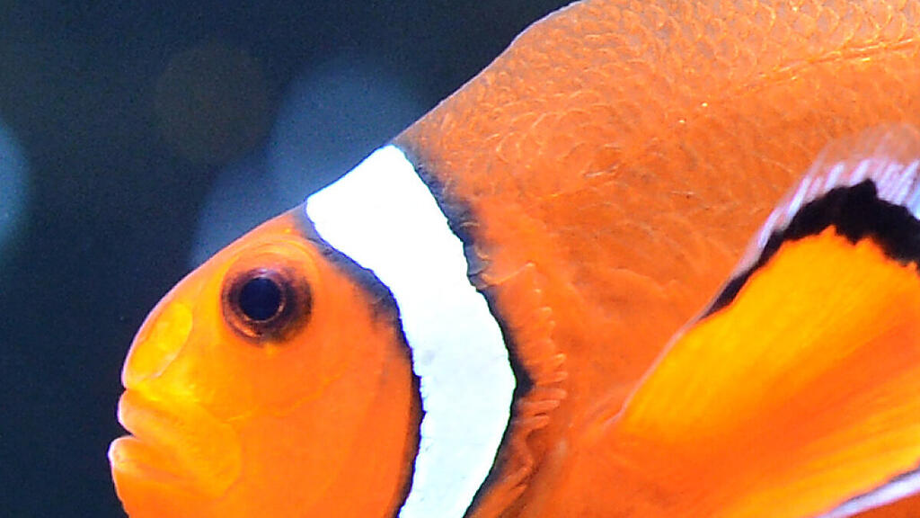 Clownfisch