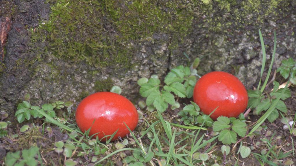 Ostereiersuchen in Niederalm veranstaltet von der SPÖ Anif