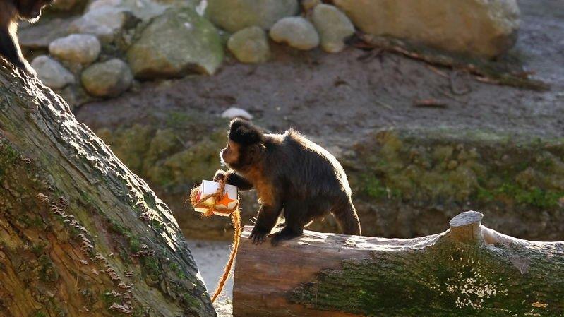 Weihnachten im Zoo
