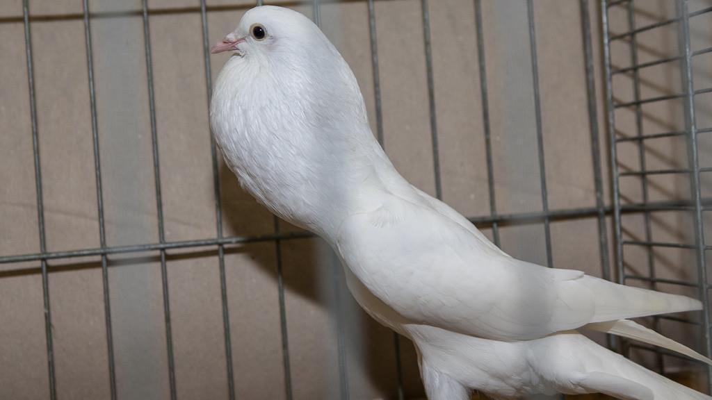 Kleintierausstellung