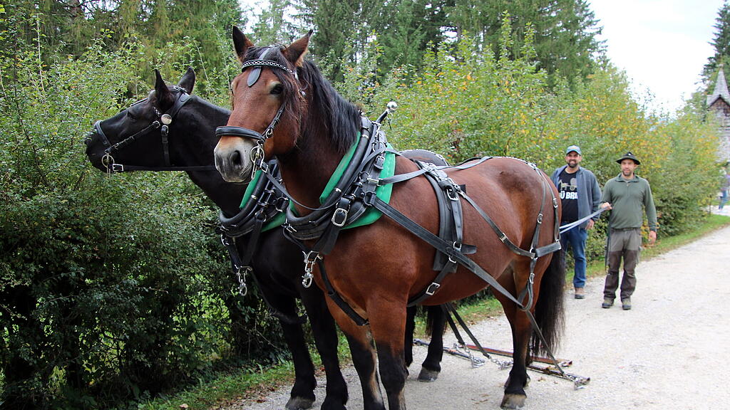 Rosserertag und Handwerksvorf\u00fchrungen
