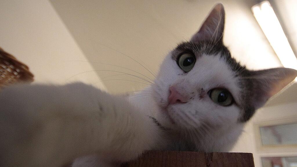 Die Katze machte die Familie auf das Feuer aufmerksam./Symbolbild