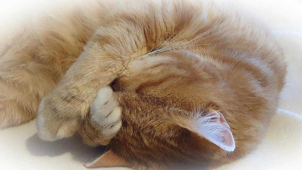 Weltkatzentag 2025