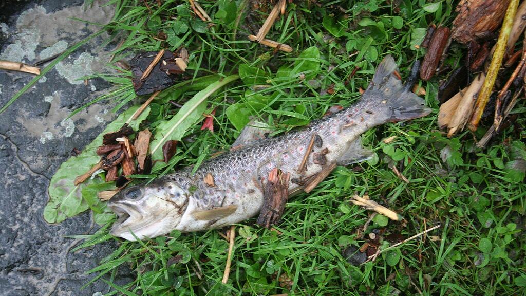 Neben einem der Fischbecken lagen eine tote Lachsforelle und Fischeier.