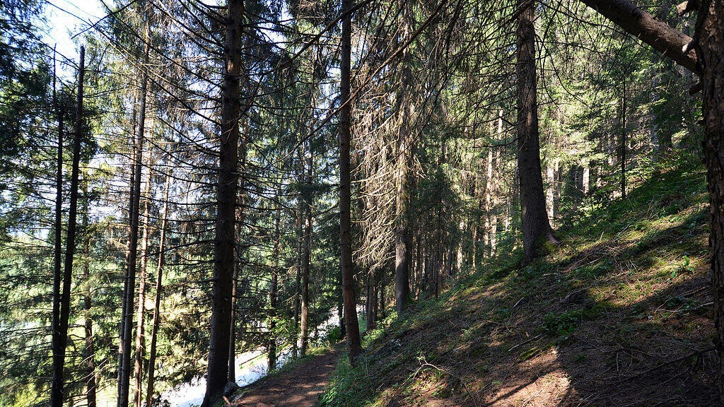 SB, Wald, Salzburg, Waldbrand
