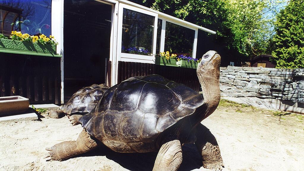 Klagenfurter Schildkröte "Poldi" gestorben
