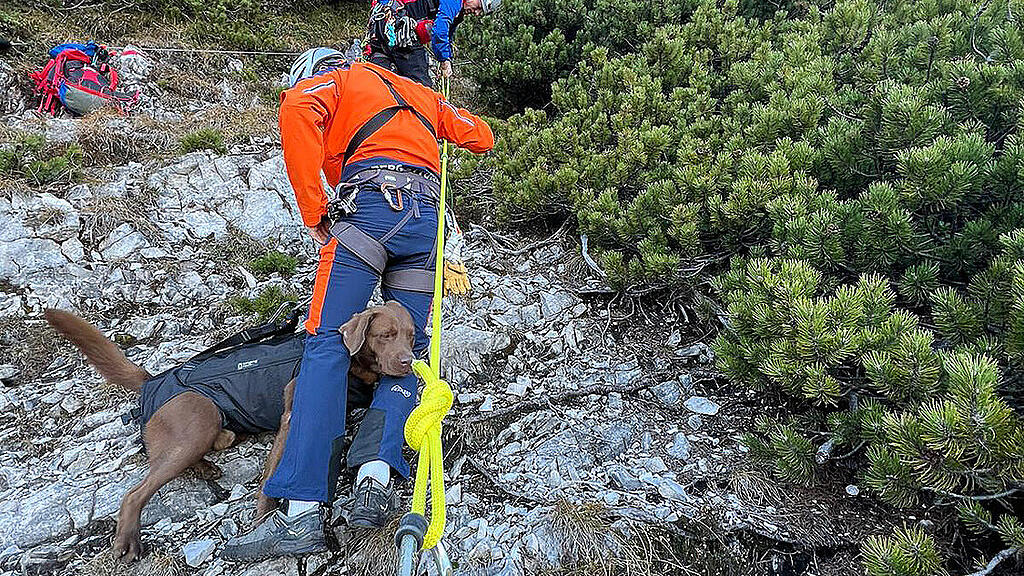 Hund vom Hochgern gerettet